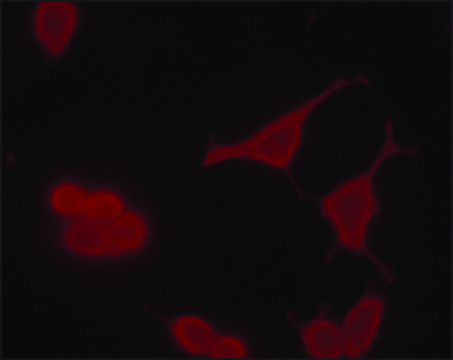 Monoclonal Anti-phospho-MDMX (pTyr55) antibody produced in mouse ~2&#160;mg/mL, clone PH-MDMX-55, purified immunoglobulin, buffered aqueous solution