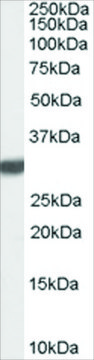 Anti-Latexin antibody produced in goat affinity isolated antibody, buffered aqueous solution