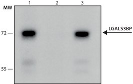 Monoclonal Anti-LGALS3BP antibody produced in mouse clone LGALS3BP-A265, culture supernatant