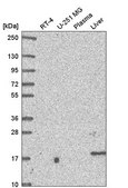Anti-OSTC antibody produced in rabbit Prestige Antibodies® Powered by Atlas Antibodies, affinity isolated antibody
