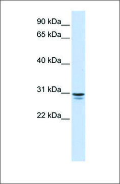 Anti-FFAR1 affinity isolated antibody