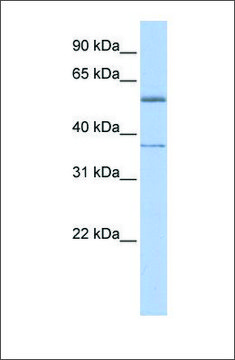 Anti-RXRA (ab4) antibody produced in rabbit affinity isolated antibody