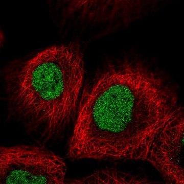 Anti-METTL1 antibody produced in rabbit Prestige Antibodies&#174; Powered by Atlas Antibodies, affinity isolated antibody