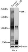 Anti- ZEB1 antibody produced in rabbit