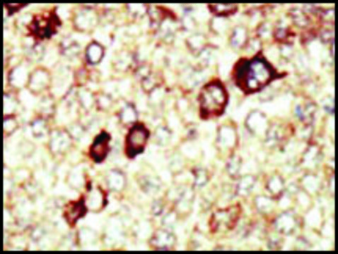 Anti-FGFR4 (N-term) antibody produced in rabbit IgG fraction of antiserum, buffered aqueous solution