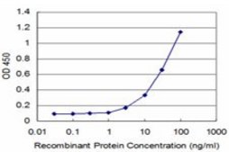ANTI-MEOX2 antibody produced in mouse clone 4B2, purified immunoglobulin, buffered aqueous solution