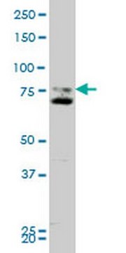 Anti-SMO Mouse mAb (1D9) liquid, clone 1D9, Calbiochem&#174;