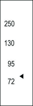 ANTI-TRKC(N-TERMINAL) antibody produced in rabbit IgG fraction of antiserum, buffered aqueous solution