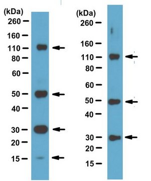 Anti-BLUE Antibody, clone 2D2-F11 Antibody, HRP conjugated clone 2D2-F11, from mouse, peroxidase conjugate