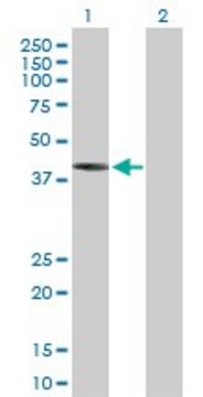 Anti-IVD antibody produced in mouse purified immunoglobulin, buffered aqueous solution