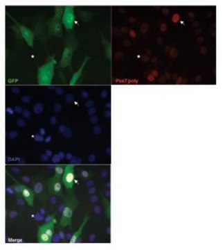 Anti-PAX7 antibody produced in rabbit affinity isolated antibody