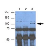 Anti-LOXL2 from rabbit, purified by affinity chromatography
