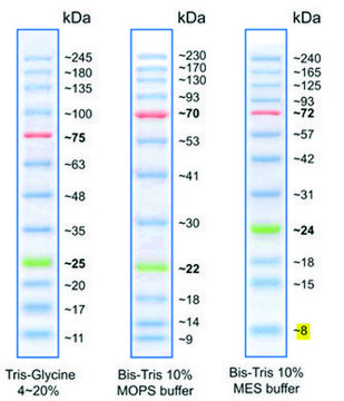 BLUeye Prestained Protein Ladder room temperature stable molecular weight markers