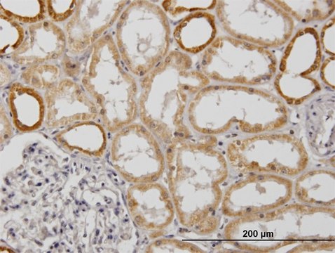 Monoclonal Anti-COX6B1 antibody produced in mouse clone 5D3, purified immunoglobulin, buffered aqueous solution