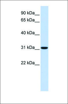 Anti-CA8 antibody produced in rabbit affinity isolated antibody