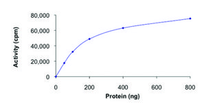 PDHK4, active, GST tagged human PRECISIO® Kinase, recombinant, expressed in baculovirus infected Sf9 cells, ≥70% (SDS-PAGE), buffered aqueous glycerol solution