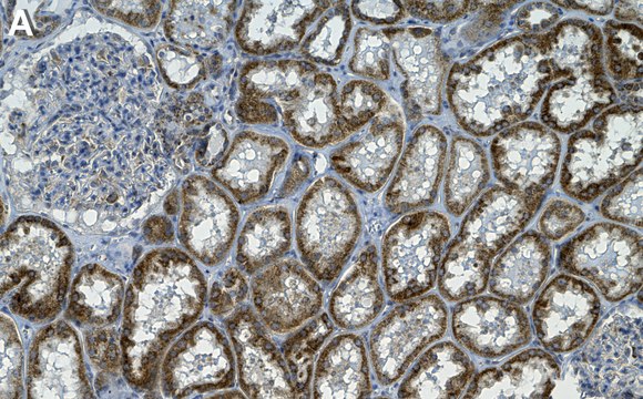 Anti-Frataxin Antibody, clone 2F3 ZooMAb&#174; Rabbit Monoclonal recombinant, expressed in HEK 293 cells