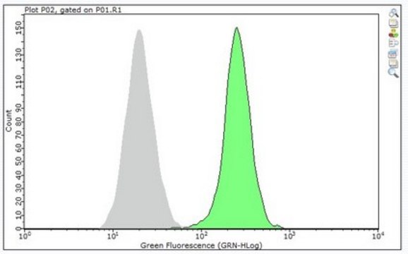 Anti-CD28 Antibody, clone 37.51 clone 37.51, from hamster(Syrian)