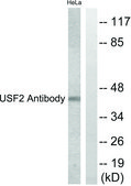 Anti-USF2 antibody produced in rabbit affinity isolated antibody