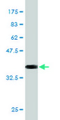 Monoclonal Anti-PTN antibody produced in mouse clone 5C3, purified immunoglobulin, buffered aqueous solution