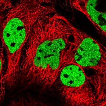 Anti-PPP1R14A antibody produced in rabbit Prestige Antibodies&#174; Powered by Atlas Antibodies, affinity isolated antibody