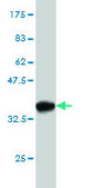 Monoclonal Anti-EPHB3, (C-terminal) antibody produced in mouse clone 1B3, purified immunoglobulin, buffered aqueous solution