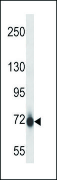 ANTI-MOUSE PAK7 (N-TERM) antibody produced in rabbit IgG fraction of antiserum, buffered aqueous solution