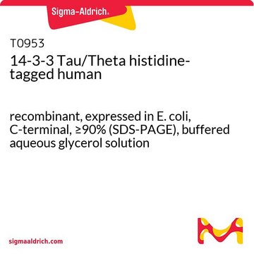 14-3-3 Tau/Theta histidine-tagged human recombinant, expressed in E. coli, C-terminal, &#8805;90% (SDS-PAGE), buffered aqueous glycerol solution