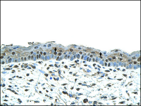 Anti-CENPA antibody produced in rabbit IgG fraction of antiserum