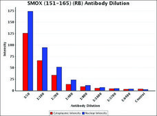 Anti-SMOX (151-165) antibody produced in rabbit IgG fraction of antiserum