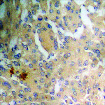 Anti-phospho-NFAT3 (pSer676) antibody produced in rabbit affinity isolated antibody