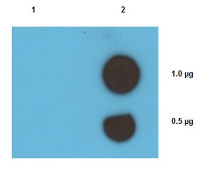 Anti-Cisplatin DNA Adducts Antibody, clone ICR4 clone 1CR4, from rat