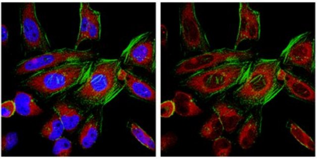 Anti-Ago3 Antibody, clone 4B1-F6 clone 4B1-F6, from mouse