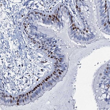 Anti-MFSD5 antibody produced in rabbit Prestige Antibodies&#174; Powered by Atlas Antibodies, affinity isolated antibody, buffered aqueous glycerol solution