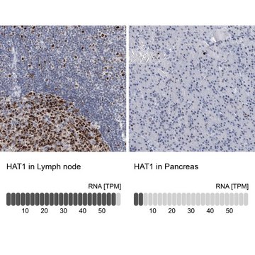 Anti-HAT1 antibody produced in rabbit Prestige Antibodies&#174; Powered by Atlas Antibodies, affinity isolated antibody, buffered aqueous glycerol solution