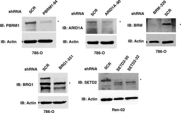 抗 ARID1A 兔抗 Prestige Antibodies&#174; Powered by Atlas Antibodies, affinity isolated antibody, buffered aqueous glycerol solution