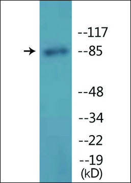 Anti-phospho-GR (pSer211) antibody produced in rabbit affinity isolated antibody