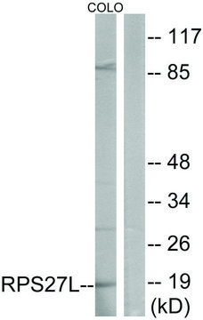 Anti-RPS27L antibody produced in rabbit affinity isolated antibody