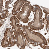 Anti-BLZF1 antibody produced in rabbit Prestige Antibodies® Powered by Atlas Antibodies, affinity isolated antibody, buffered aqueous glycerol solution, Ab1