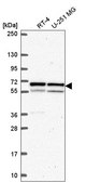 Anti-KPNA1 antibody produced in rabbit Prestige Antibodies® Powered by Atlas Antibodies, affinity isolated antibody