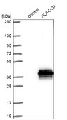 Anti-HLA-DOA antibody produced in rabbit Prestige Antibodies® Powered by Atlas Antibodies, affinity isolated antibody, buffered aqueous glycerol solution