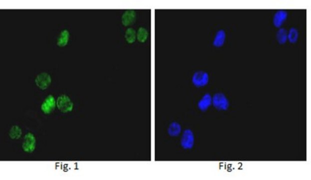 抗-GATA1抗体，克隆4F5 ascites fluid, clone 4F5, from mouse