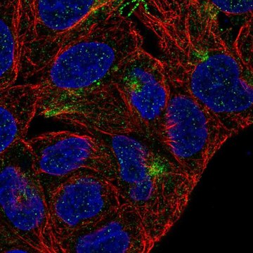 Anti-TMEM63A antibody produced in rabbit Prestige Antibodies&#174; Powered by Atlas Antibodies, affinity isolated antibody