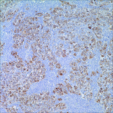 MART-1 (Melan A) (A103) Mouse Monoclonal Antibody