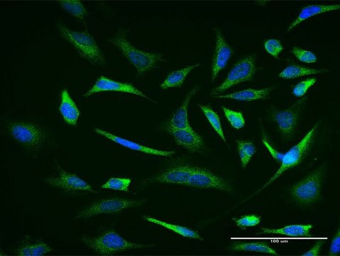 Monoclonal Anti-TRIM36 antibody produced in mouse clone 1G11, purified immunoglobulin, buffered aqueous solution