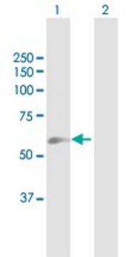 Anti-GGTLA1 antibody produced in mouse purified immunoglobulin, buffered aqueous solution