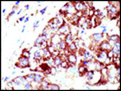 Anti-PIAS1 (C-term) antibody produced in rabbit IgG fraction of antiserum, buffered aqueous solution