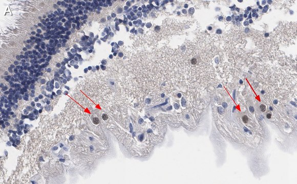 Anti-Brn-3a Antibody, clone 5A3.2 ZooMAb&#174; Mouse Monoclonal recombinant, expressed in HEK 293 cells