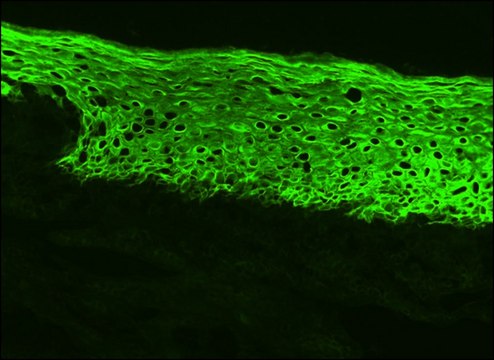 Monoclonal Anti-I-CAM-1 (CD54) antibody produced in mouse clone 8.4A6, purified immunoglobulin