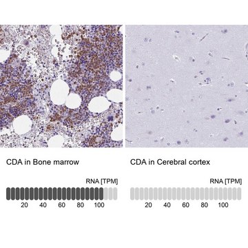 Anti-CDA antibody produced in rabbit Prestige Antibodies&#174; Powered by Atlas Antibodies, affinity isolated antibody, buffered aqueous glycerol solution